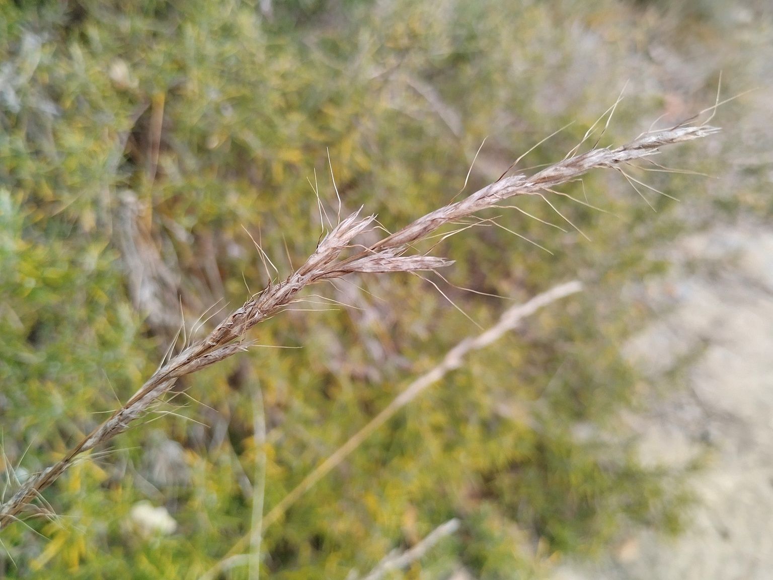 Helictochloa pratensis gonzaloi