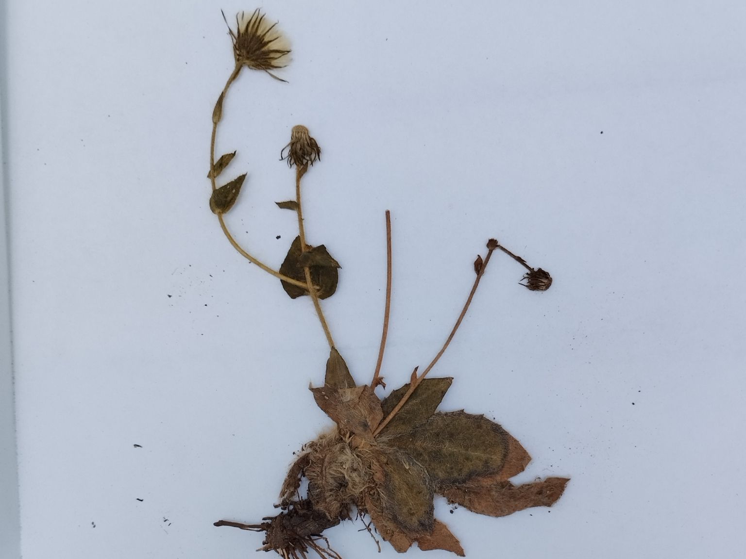 Hieracium alpyrenaicum