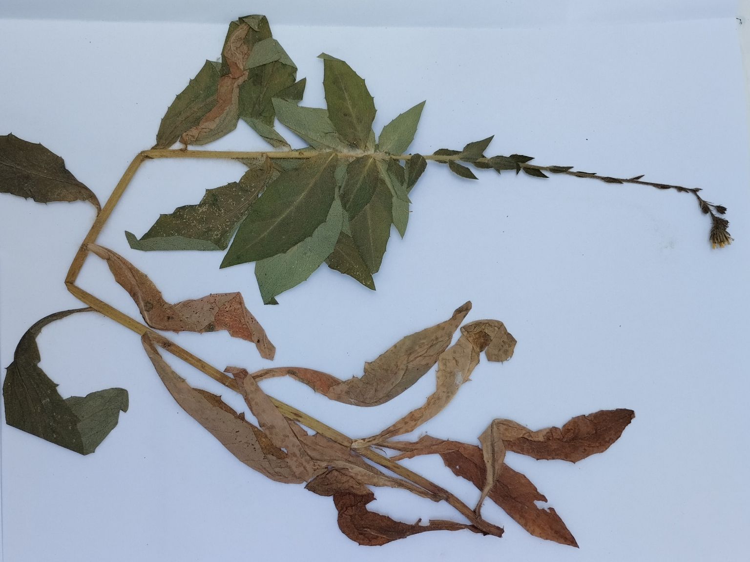 Hieracium barcinonense