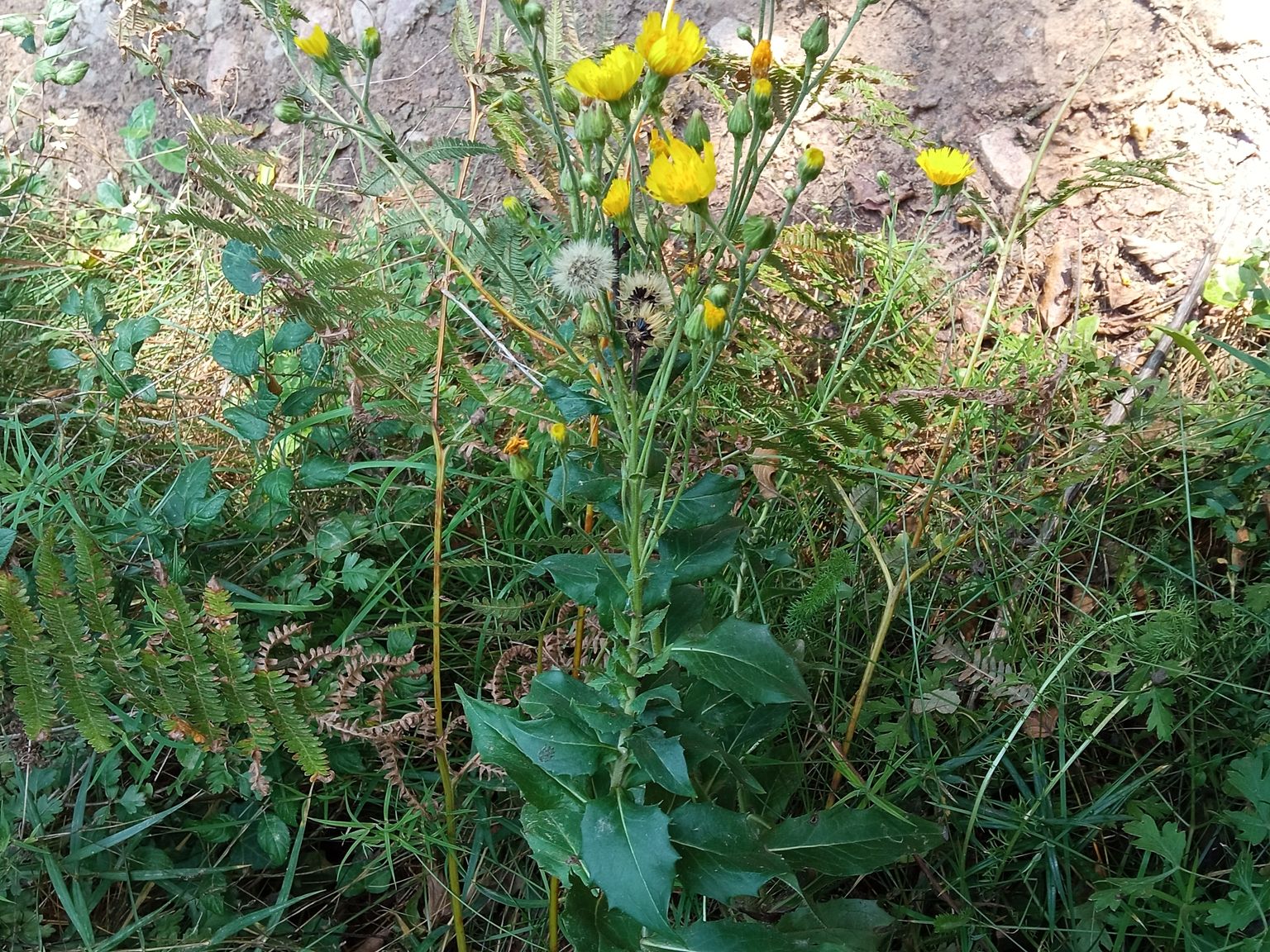 Hieracium brevifolium