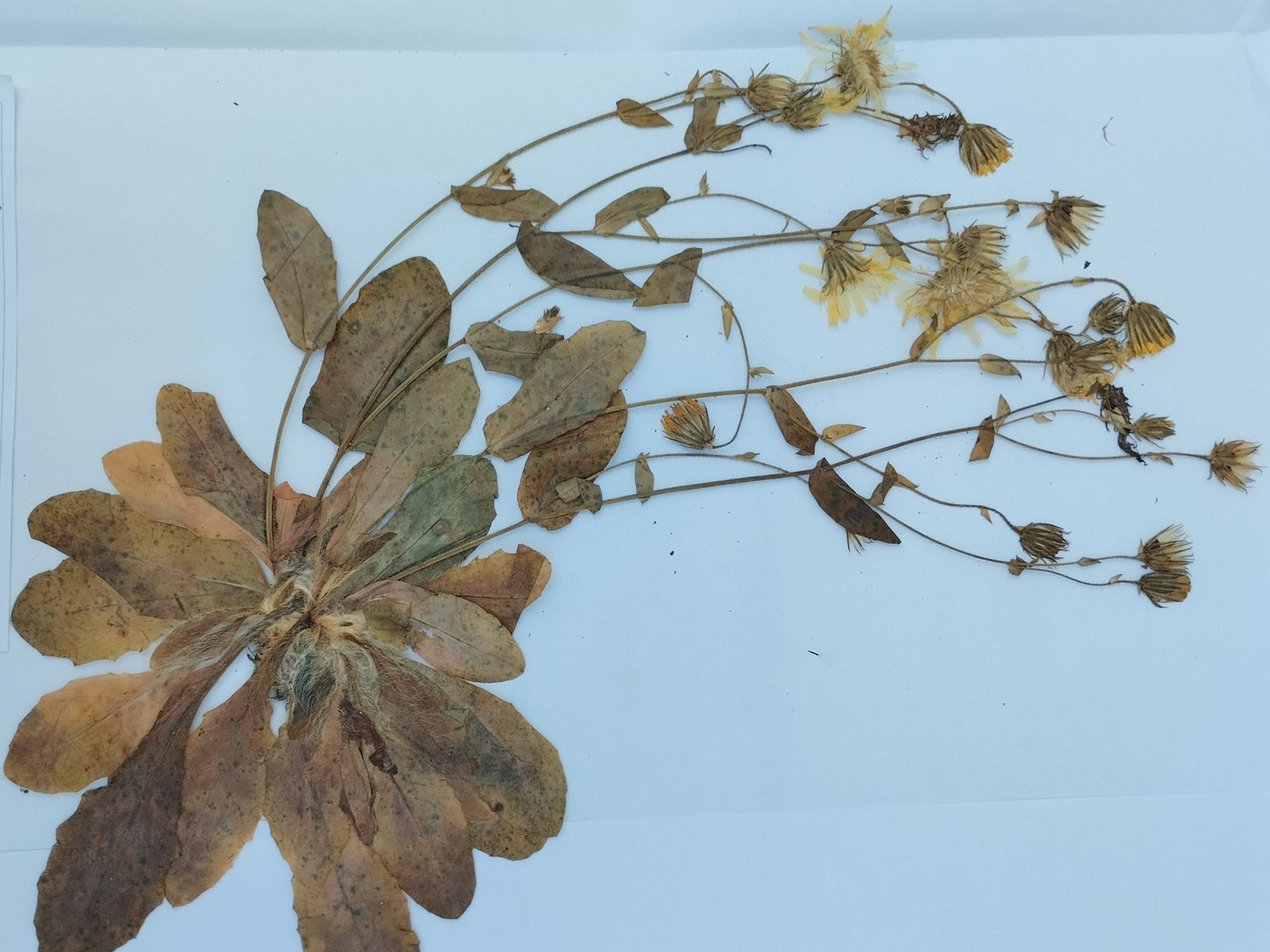 Hieracium legrandianum