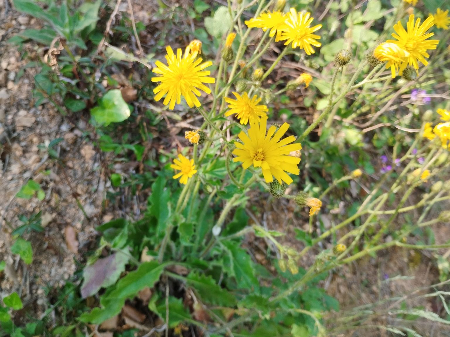 Hieracium salviifolium