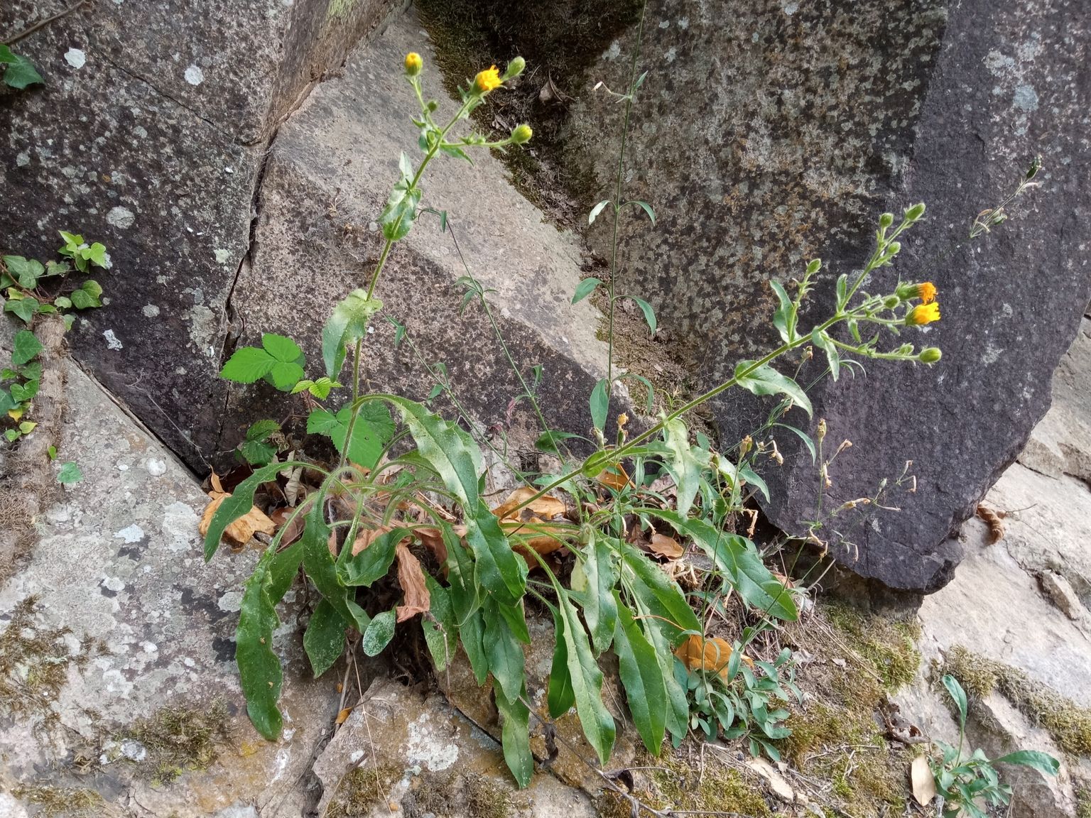 Hieracium vayredanum