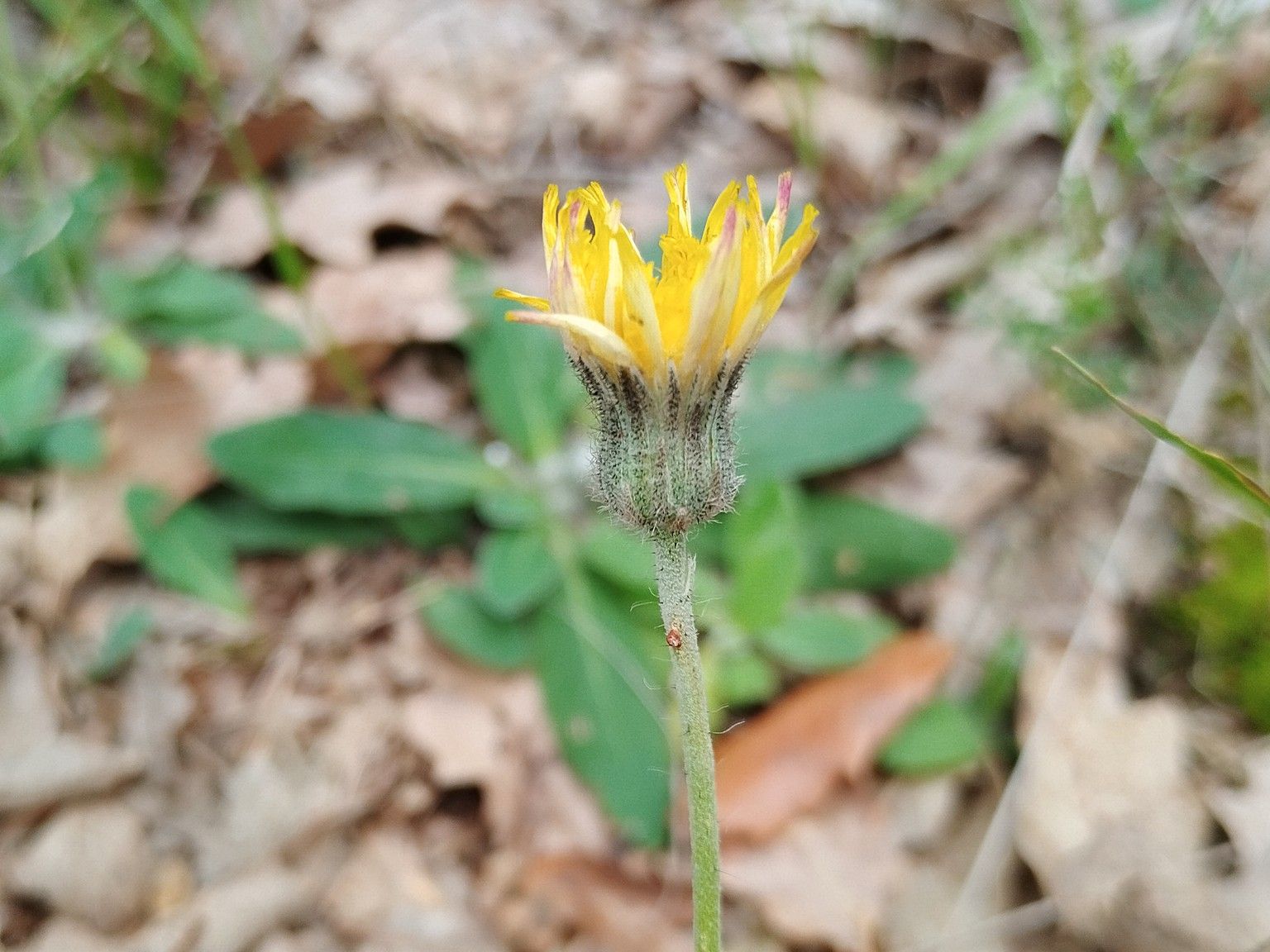 Pilosella officinarum capillata