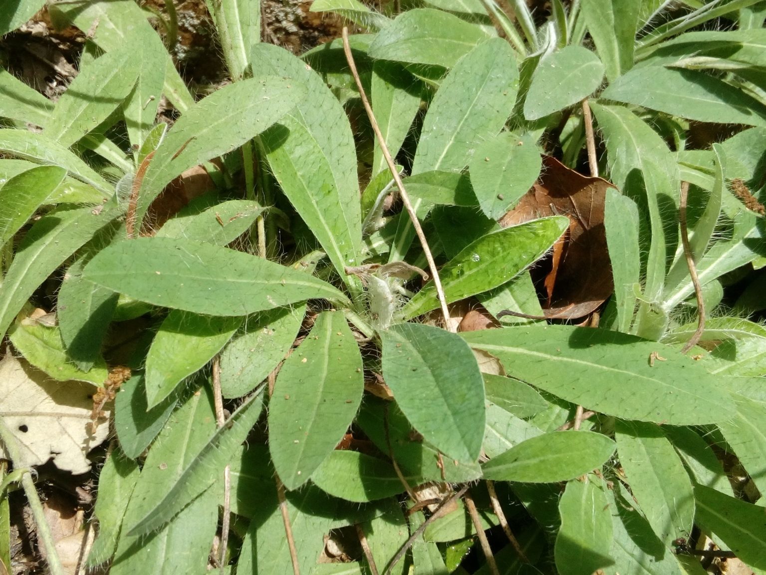 Pilosella officinarum officinarum