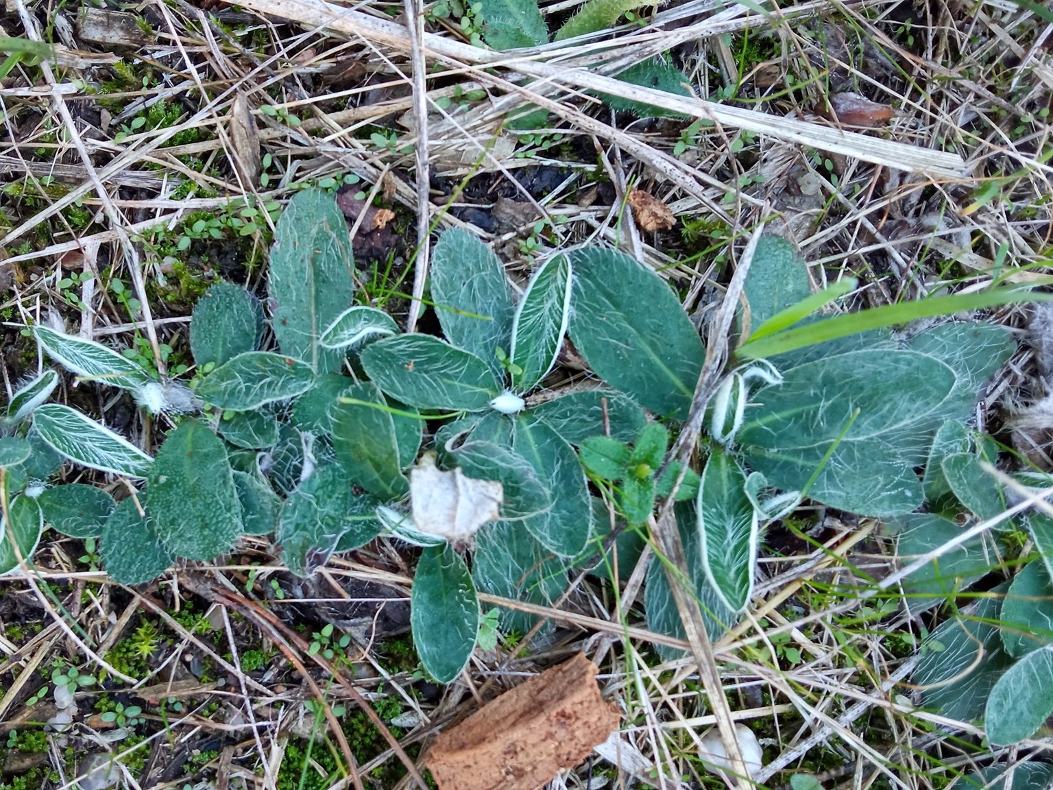 Pilosella officinarum saussureoides
